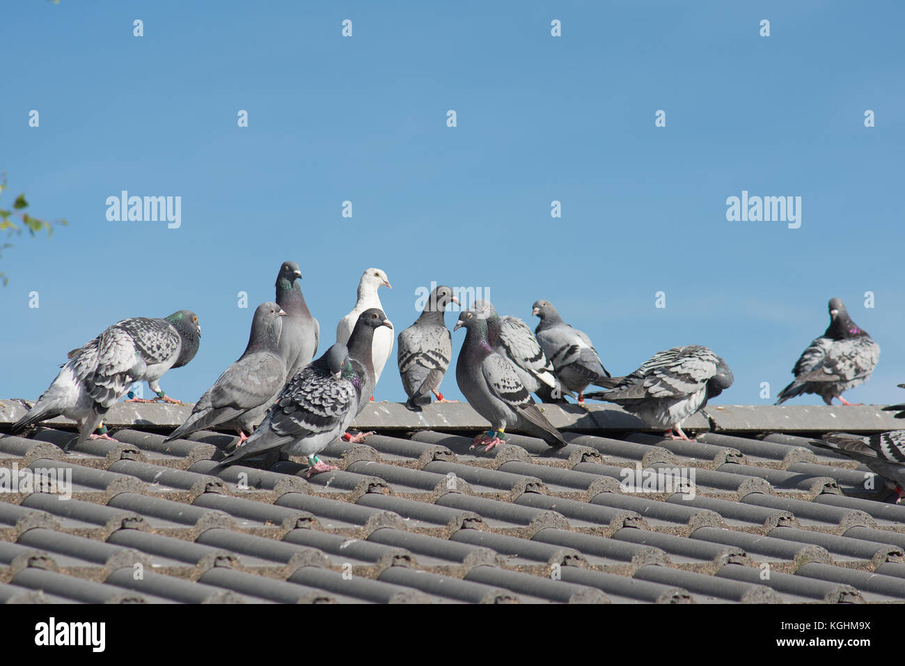 Голуби сидят на крыше. Голуби под крышей. Голуби на крыше. Фото сидящих голубей в сарае. Голубь сидит на крыше дома.