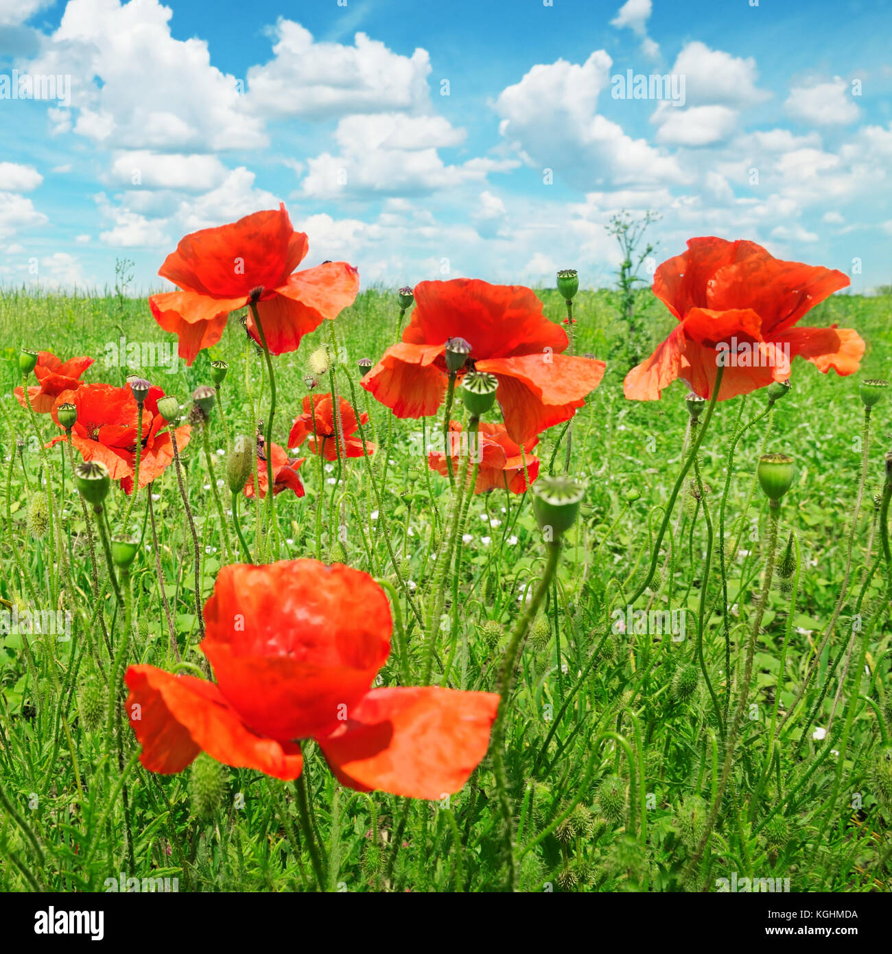 poppies on green field Stock Photo - Alamy