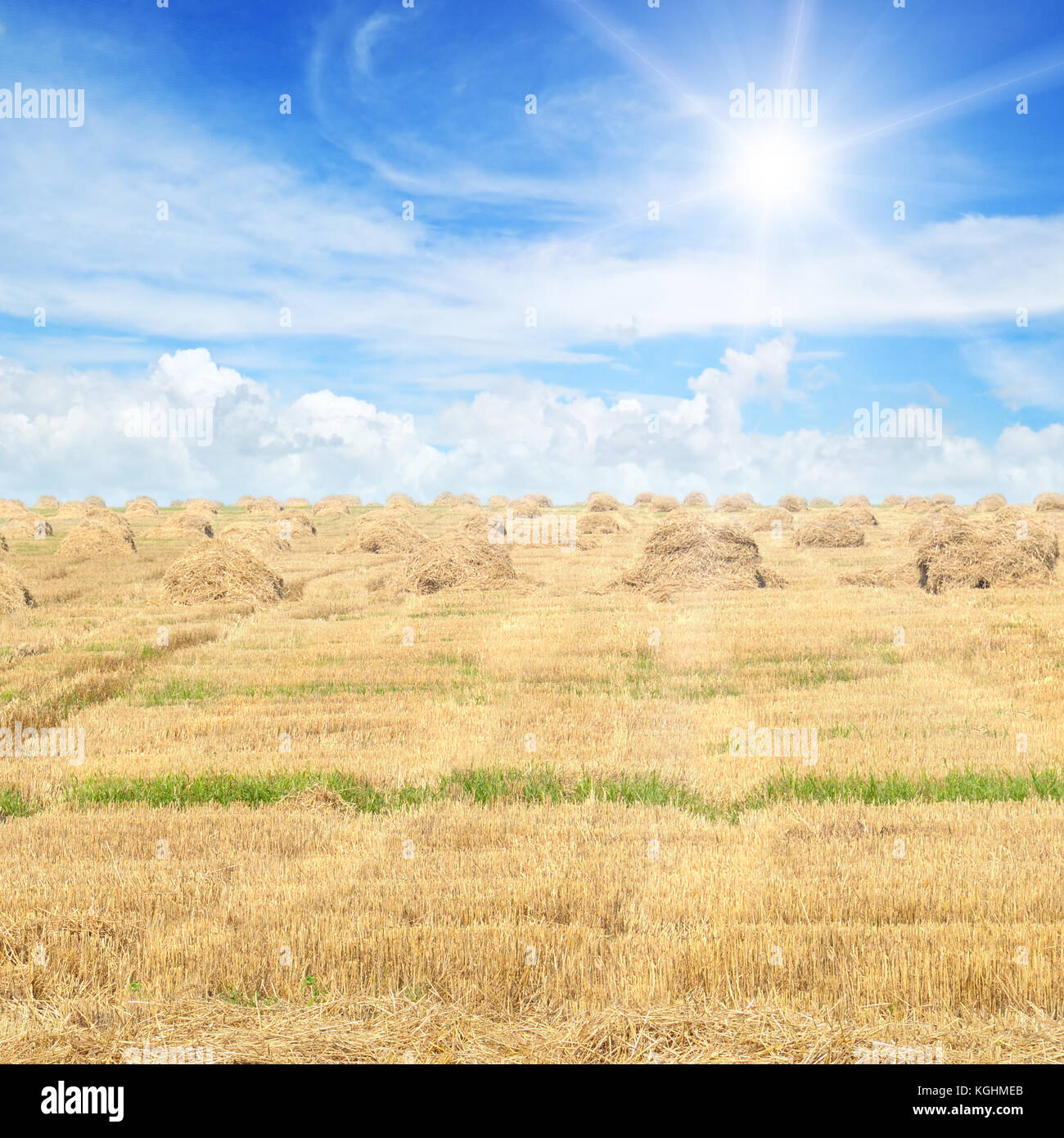 Field with Stacks of straw and blue sky Stock Photo - Alamy