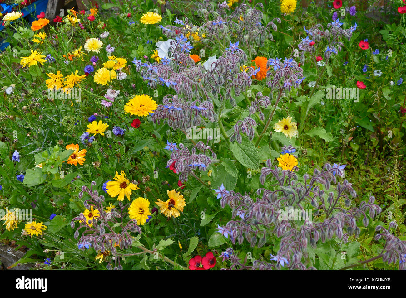 A colourful flower meadow with mixed planting including Calendula officinalis, Borage, Marigolds and Lavatera Stock Photo