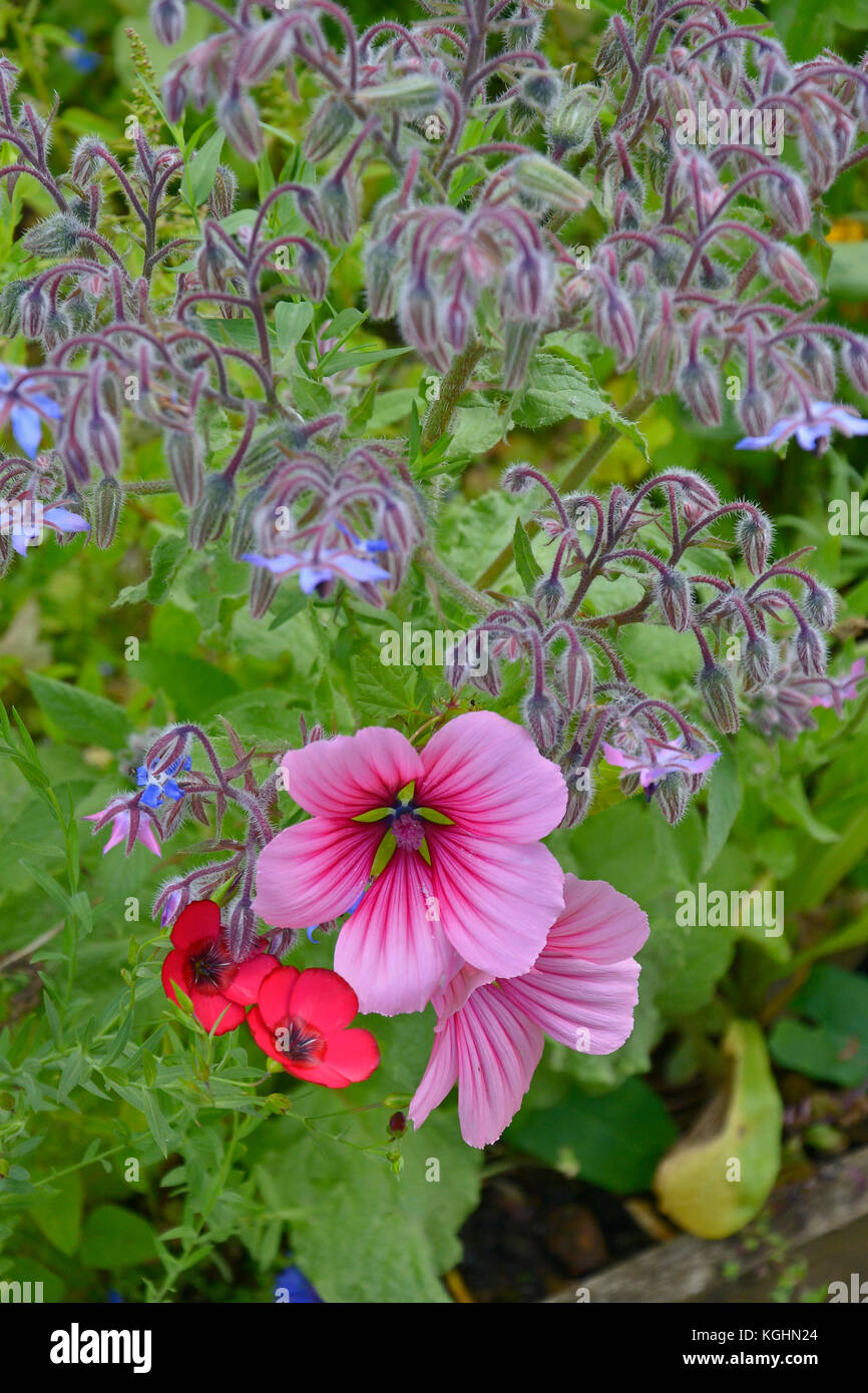 A colourful flower meadow with mixed planting including Borage and Lavatera Stock Photo