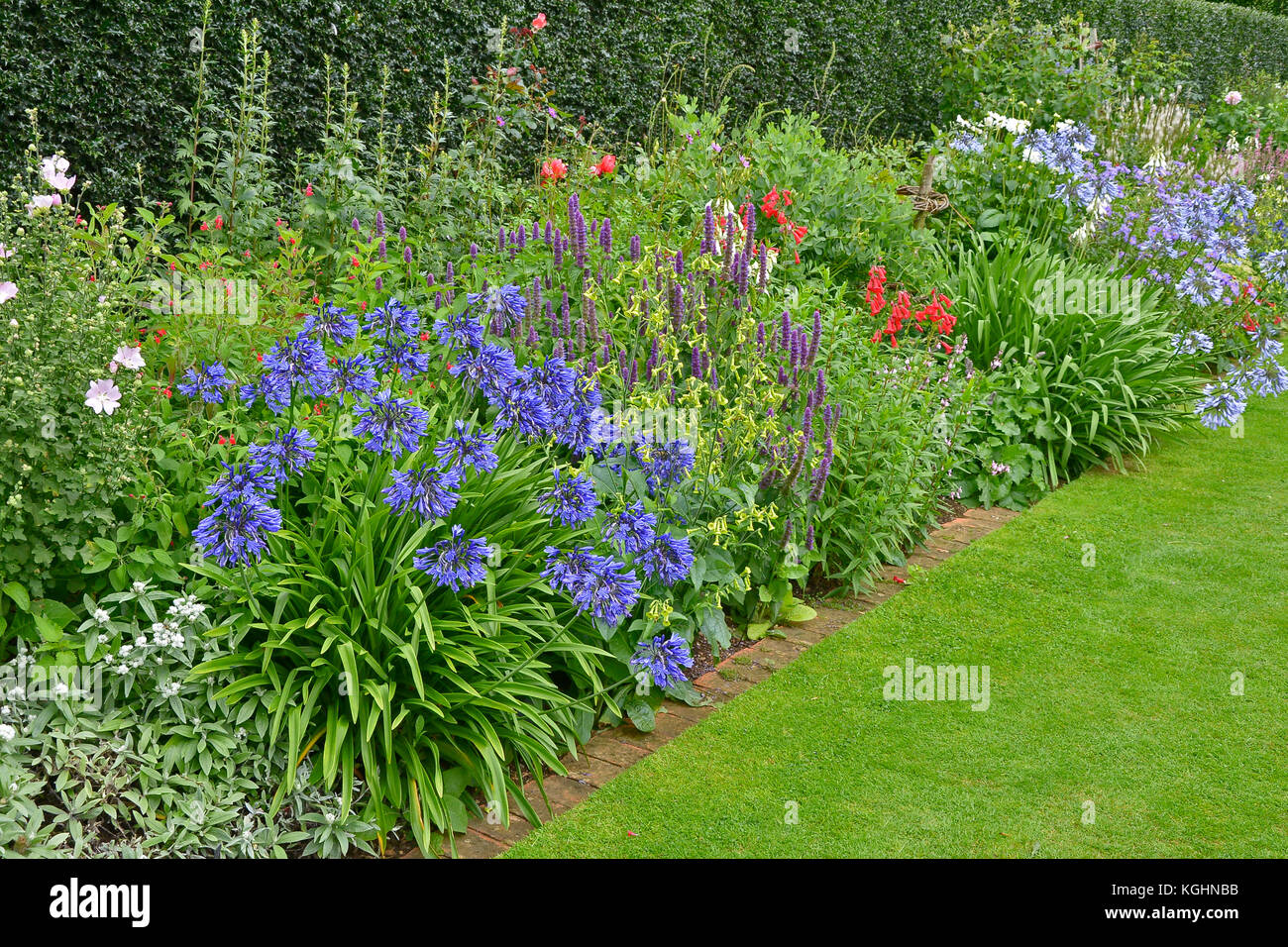 A colourful garden flower border with mixed planting including Agapanthus praecox Stock Photo