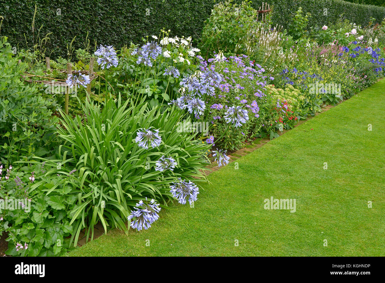 A colourful garden flower border with mixed planting including
