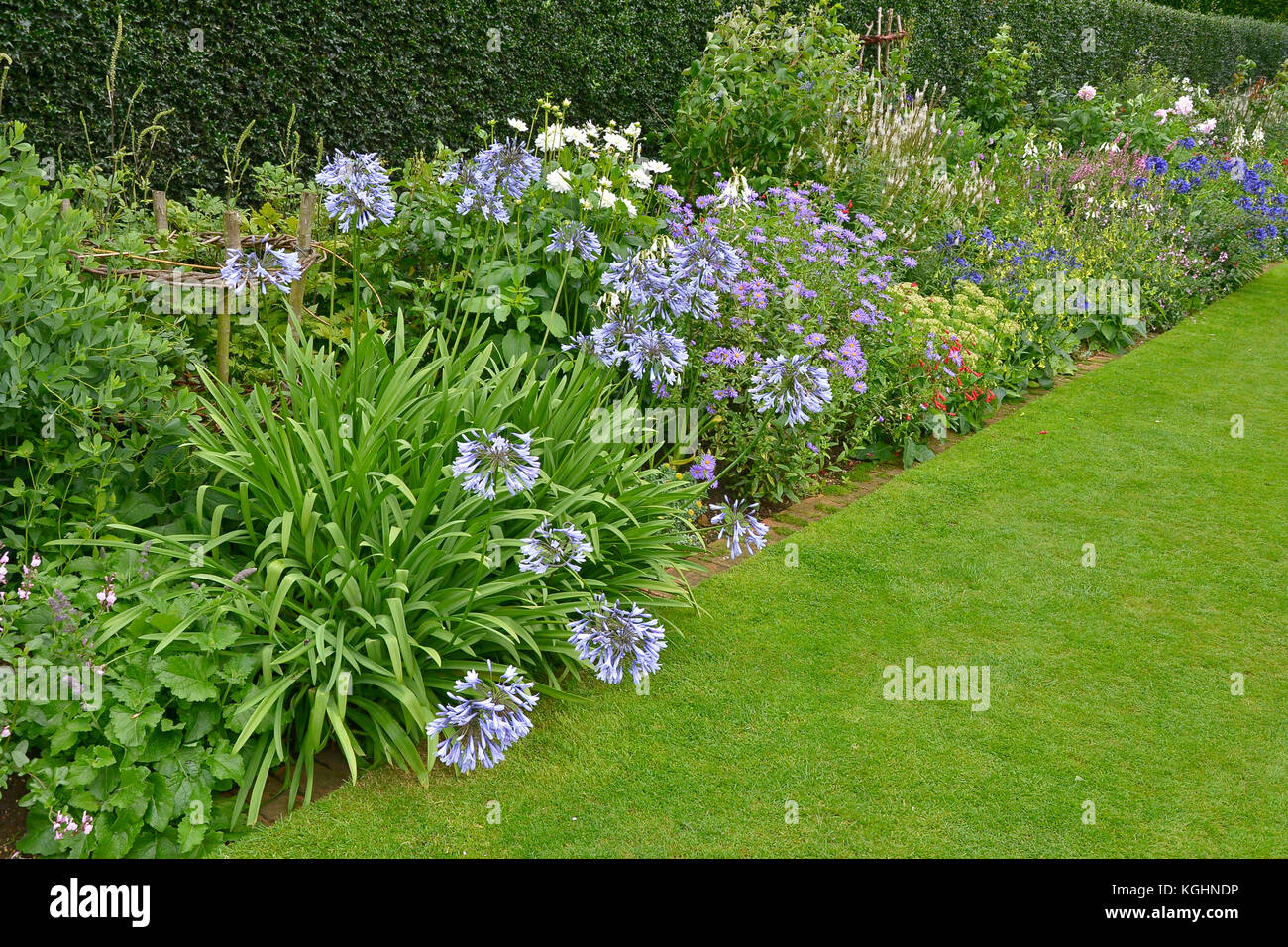A colourful garden flower border with mixed planting including Agapanthus Stock Photo