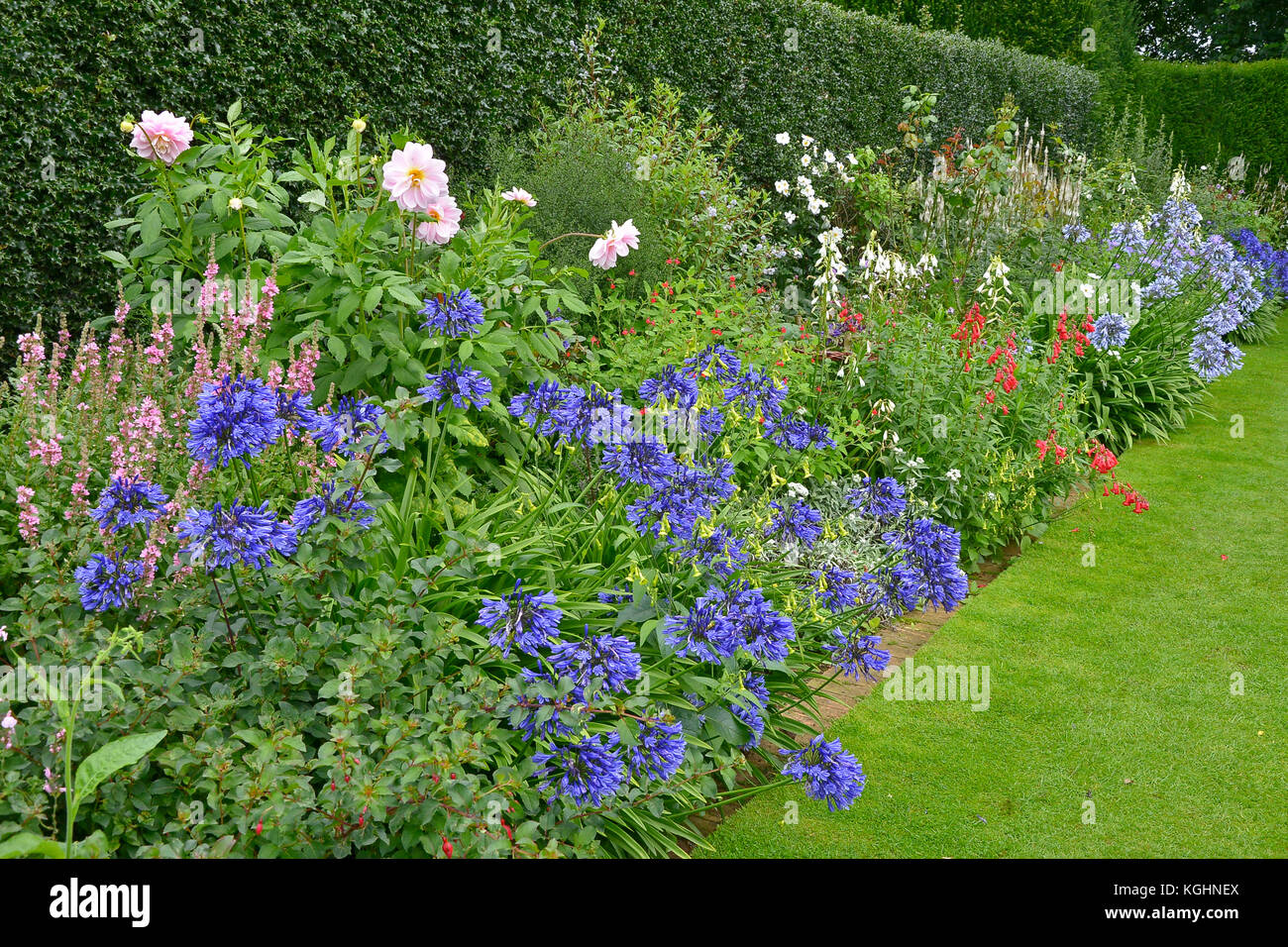 A colourful garden flower border with mixed planting including Agapanthus praecox and Dahlias Stock Photo