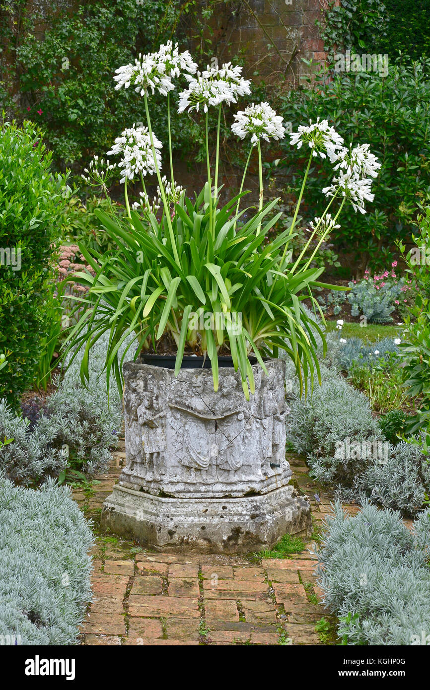 A old stone urn planted with Agapanthus africanus Albu on a garden terrace Stock Photo