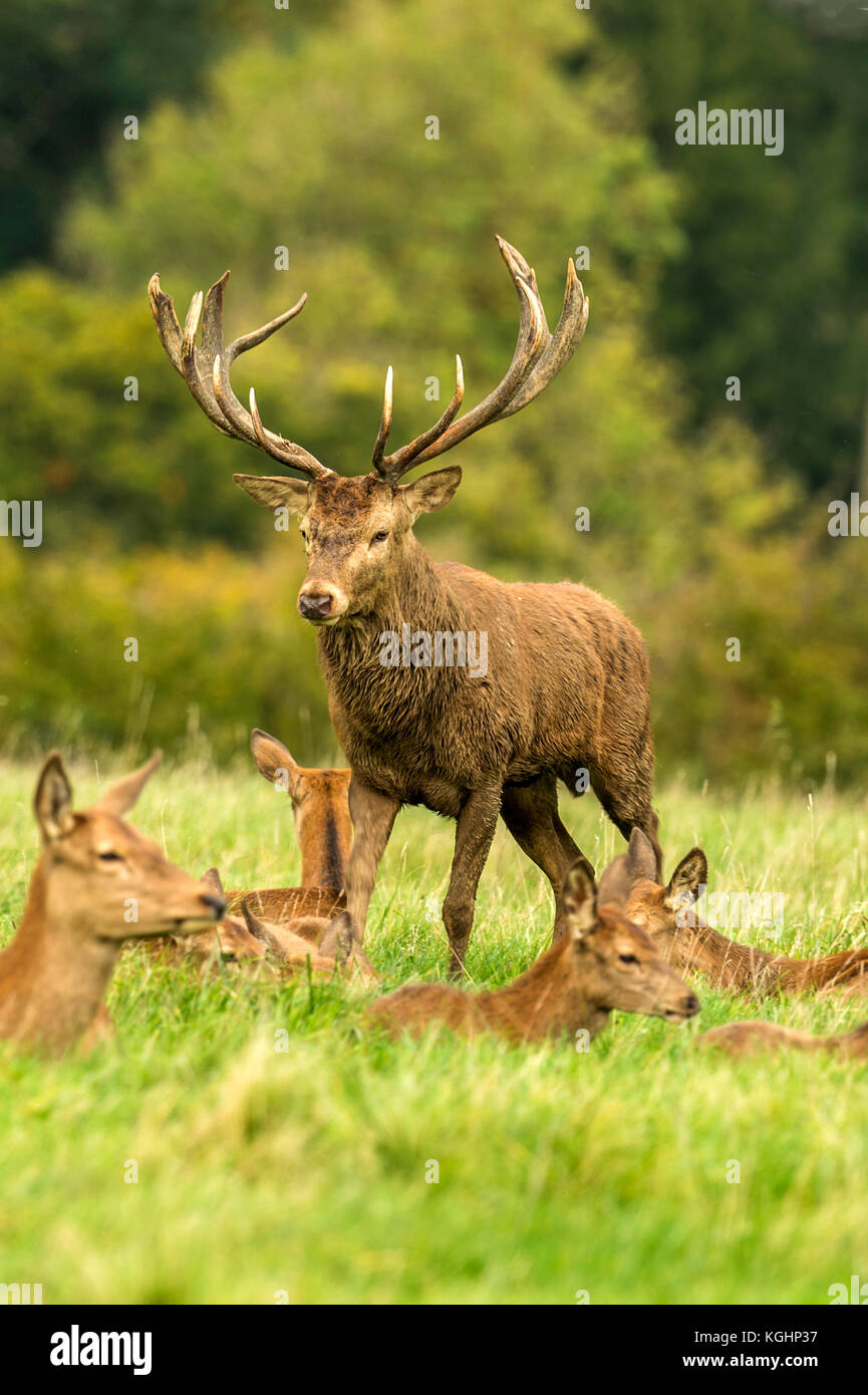 Autumn Red Deer Rut.Image sequence depicting scenes around male Stag's ...
