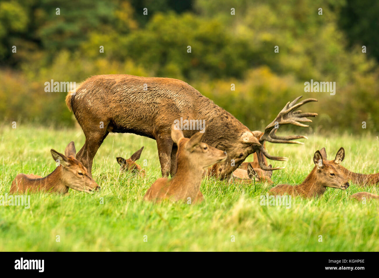 Autumn Red Deer Rut.Image sequence depicting scenes around male Stag's ...