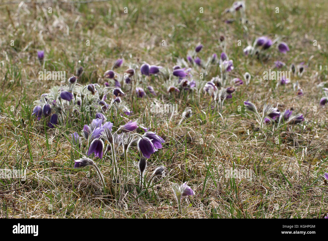 Purple pasque flowers in springtime / Hairy fuzzy pasqueflowers in