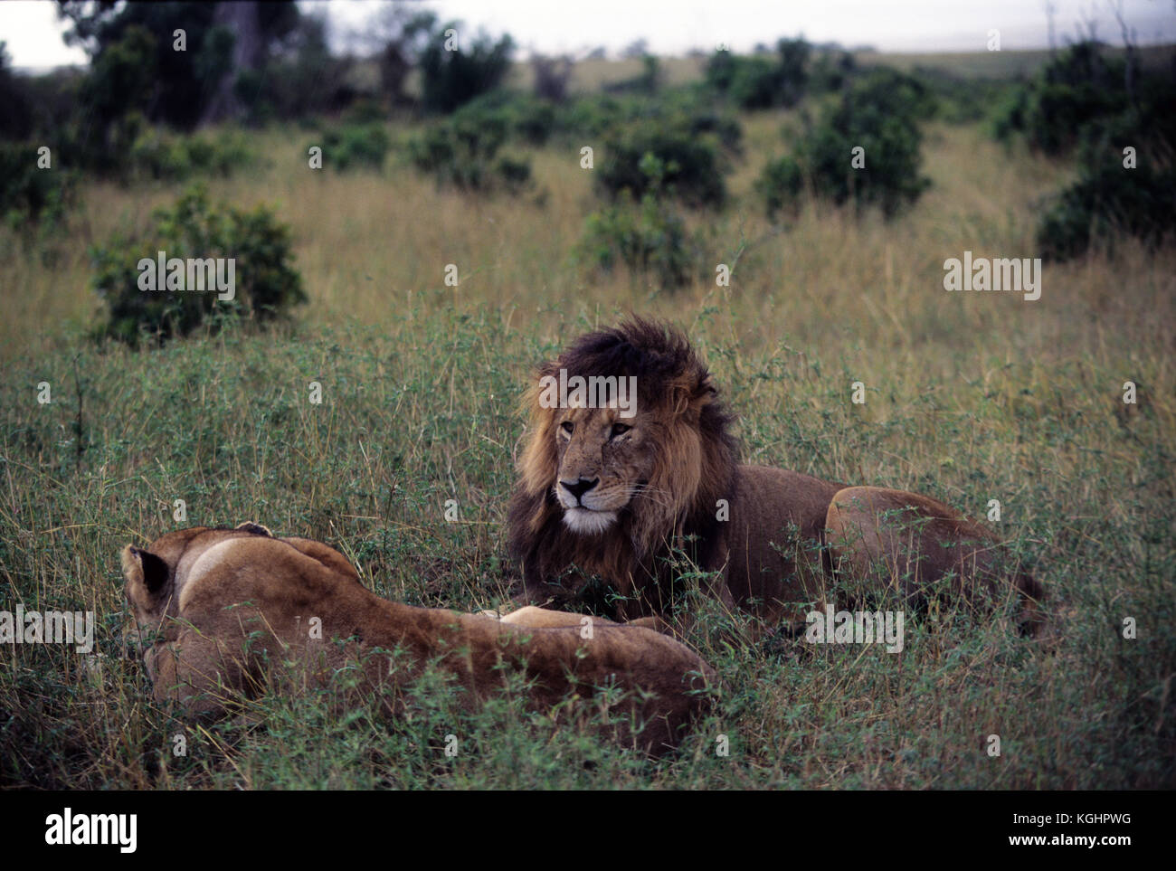 Couple of lions (Panthera leo) in the open, Masai Mara Game Reserve ...