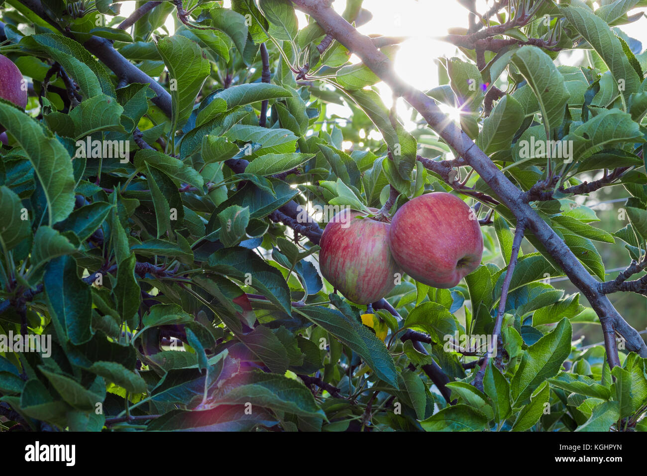 close up of organic red delicious heirloom apples on trees on an apple