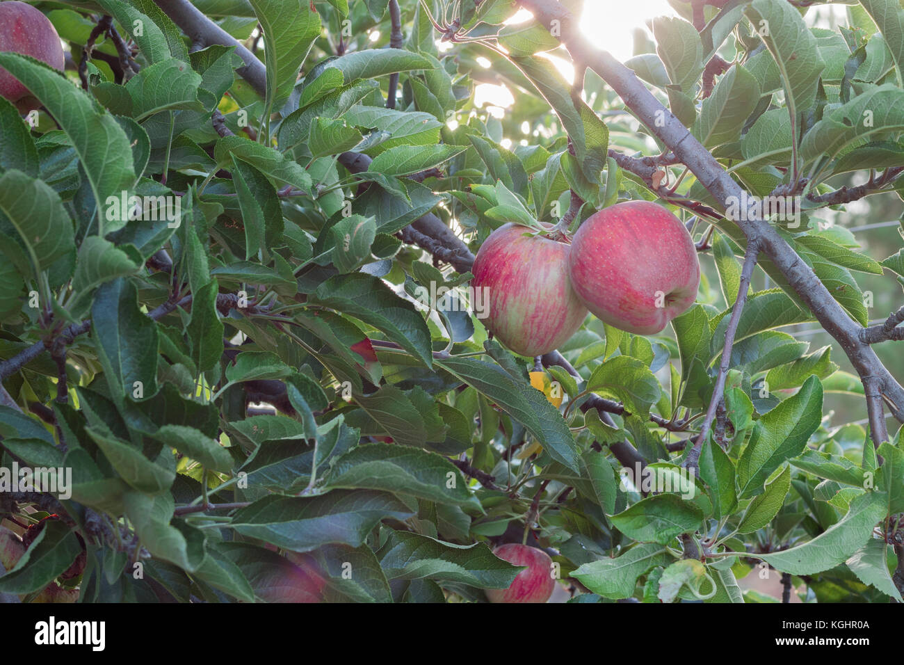 Heirloom apple trees hires stock photography and images Alamy
