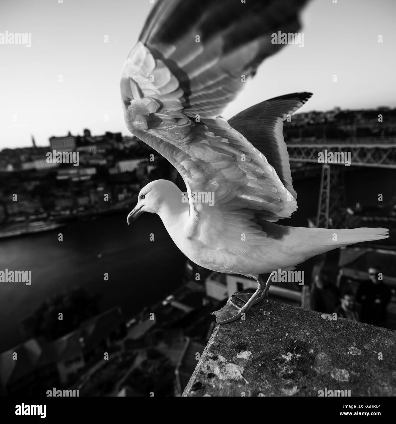 Seagull closeup on background of the old town of Porto, Portugal. Stock Photo