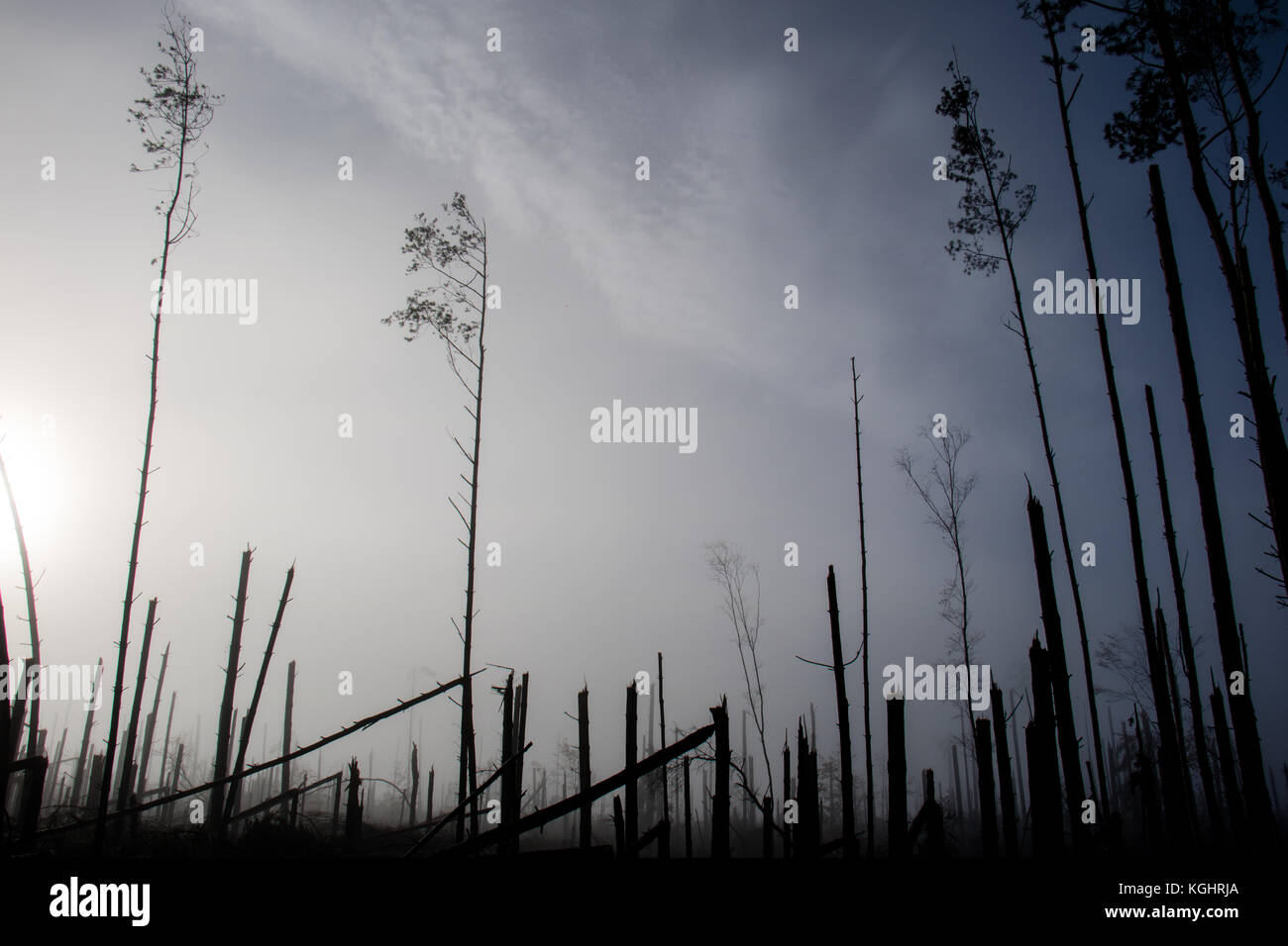 Broken tree during storm gales. A mist of morning mist over a broken forest after a huge wind. Broken forest. Stock Photo