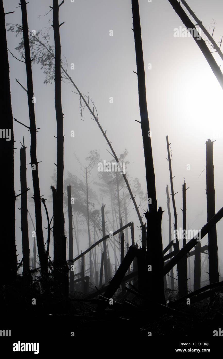 Broken tree during storm gales. A mist of morning mist over a broken forest after a huge wind. Broken forest. Stock Photo