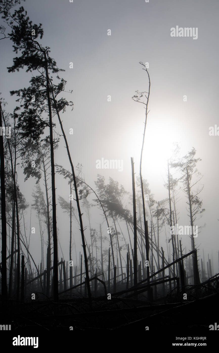 Broken tree during storm gales. A mist of morning mist over a broken forest after a huge wind. Broken forest. Stock Photo