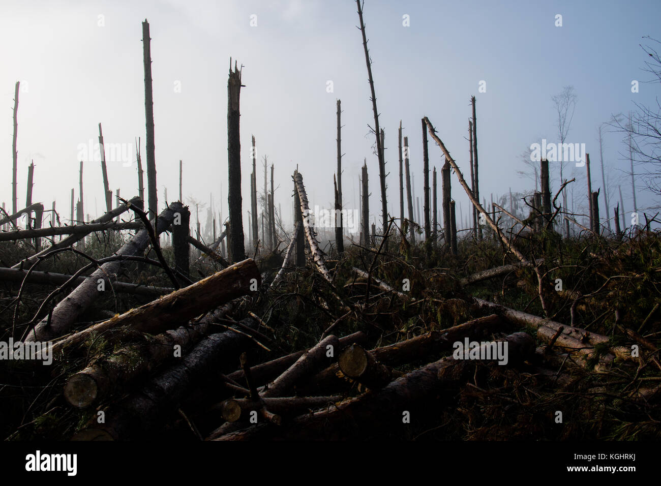 Broken tree during storm gales. A mist of morning mist over a broken forest after a huge wind. Broken forest. Stock Photo