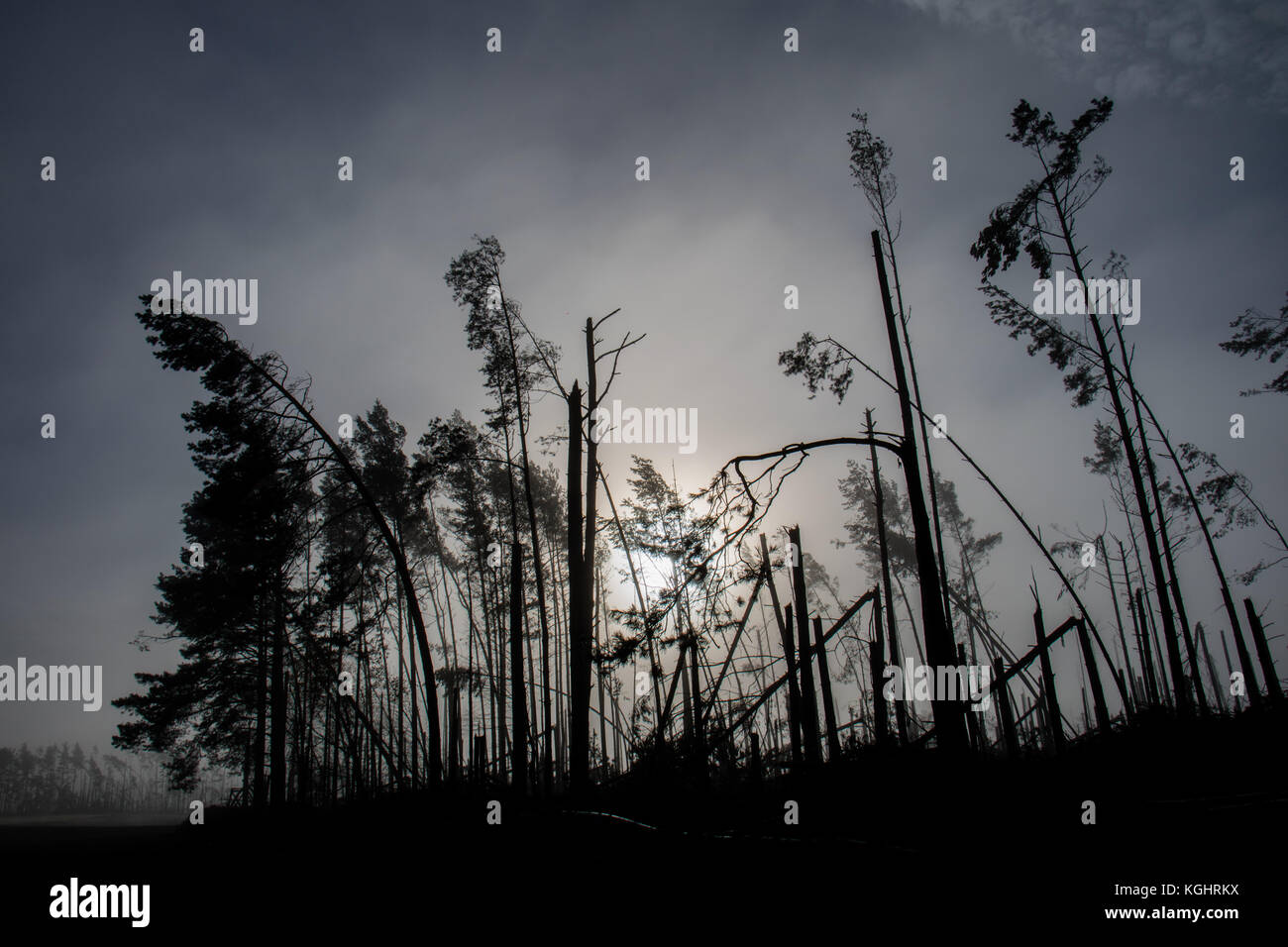 Broken tree during storm gales. A mist of morning mist over a broken forest after a huge wind. Broken forest. Stock Photo