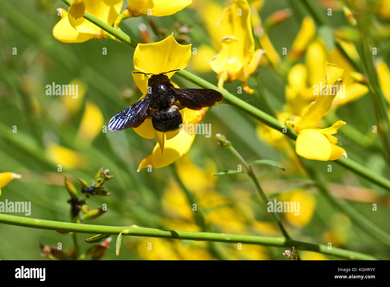 Carpenter bee Latin name xylocopa violacea on yellow broom or ginsestra flower Latin name cytisus scoparius or spachianus in spring in Italy Stock Photo