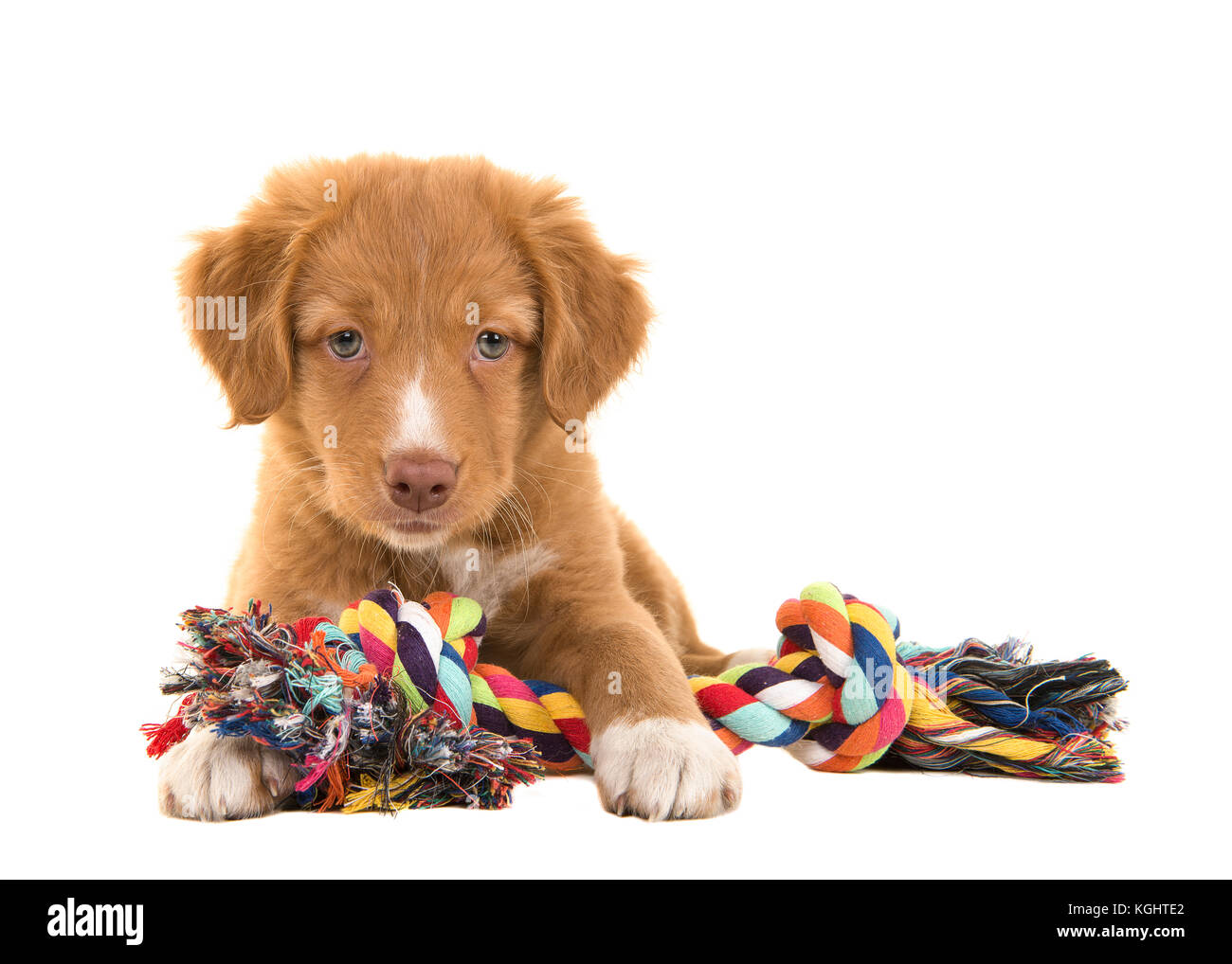 Cute nova scotia duck tolling retriever puppy seen from the front facing the camera lying on the floor holding a multicolored woven rope dog toy Stock Photo