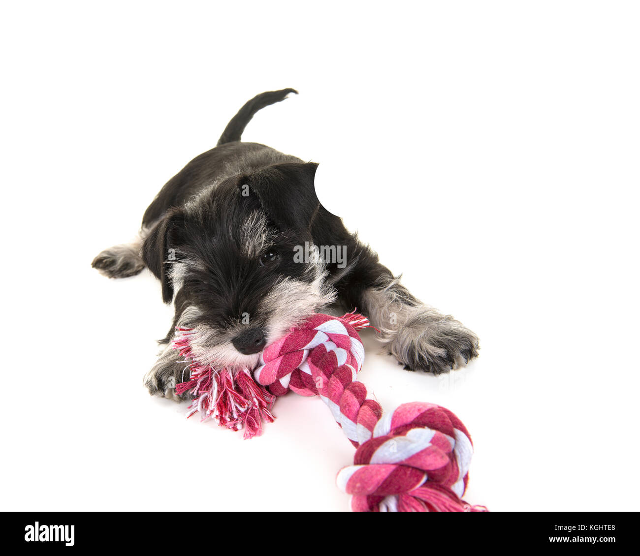 Black and grey mini schnauzer puppy lying on the floor pulling on a pink and white woven rope toy isolated on a white background Stock Photo