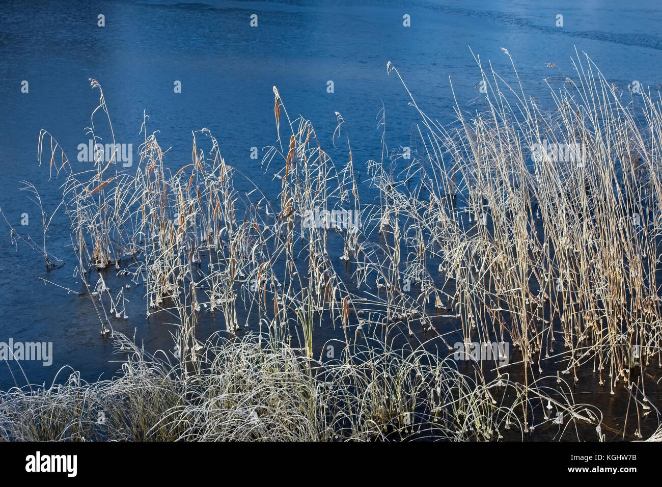 Frozen Reeds frozen reeds, Finland Stock Photo - Alamy