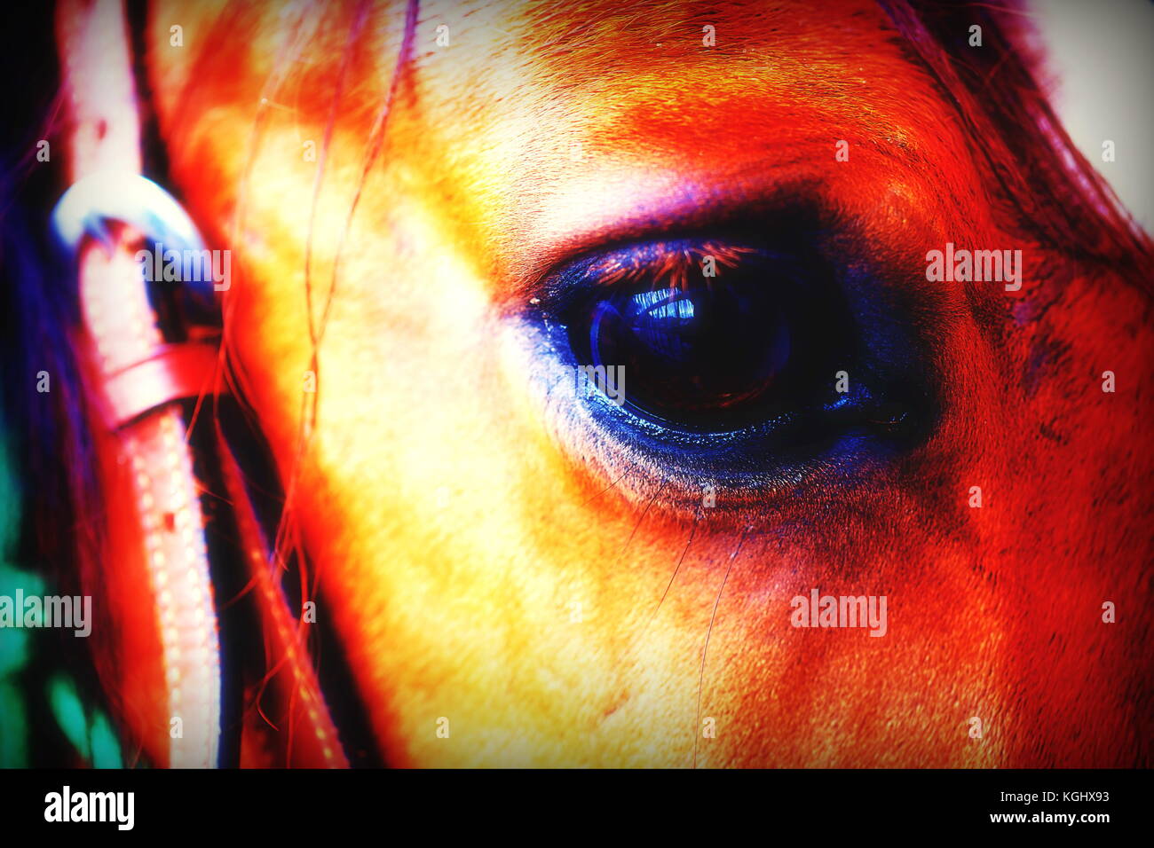 Close Up of a brown horse eye. Color effect Stock Photo Alamy