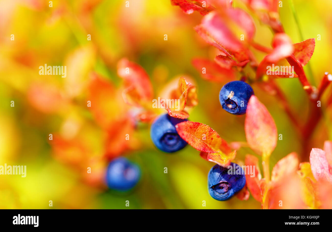 blueberry, fruits and leaves with beautiful blur background. Stock Photo
