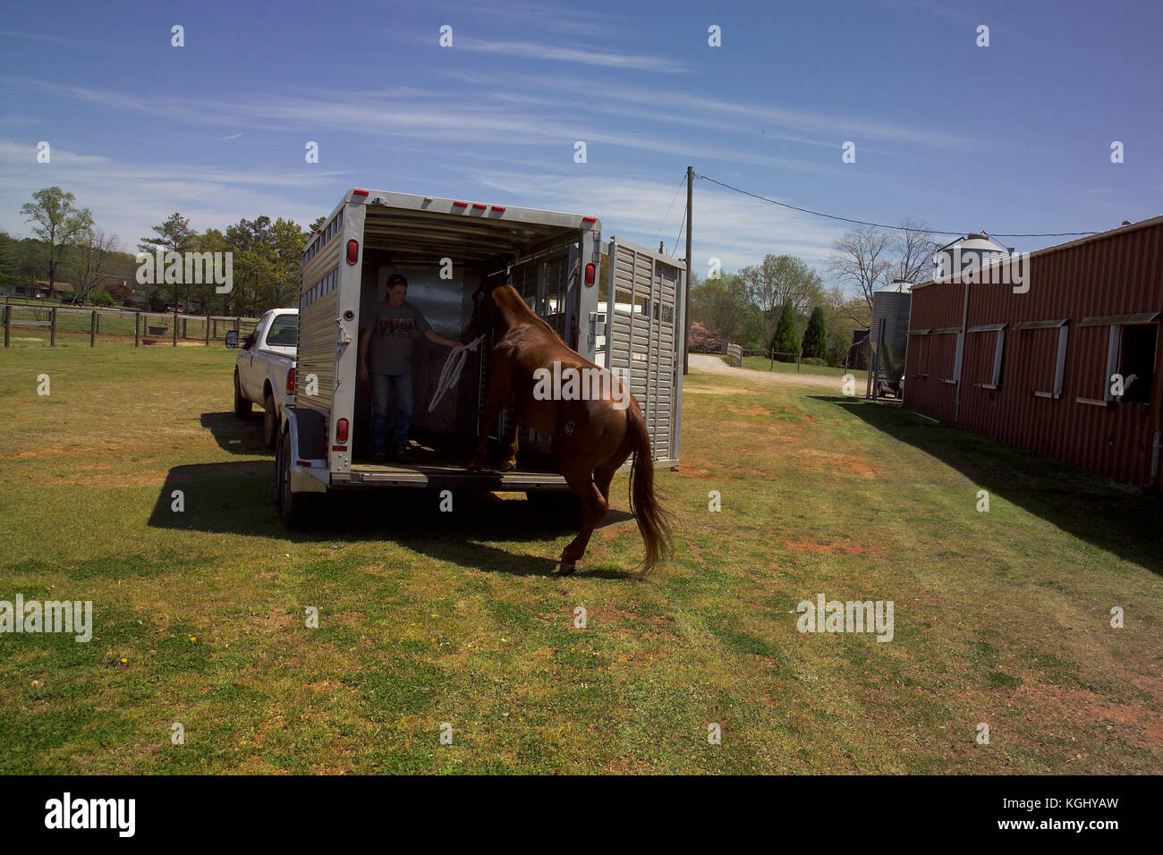 LOADING HORSE INTO A TRAILER, AT THE UNIVERSITY OF HORSE PROGRAM, ATHENS, GA PART OF