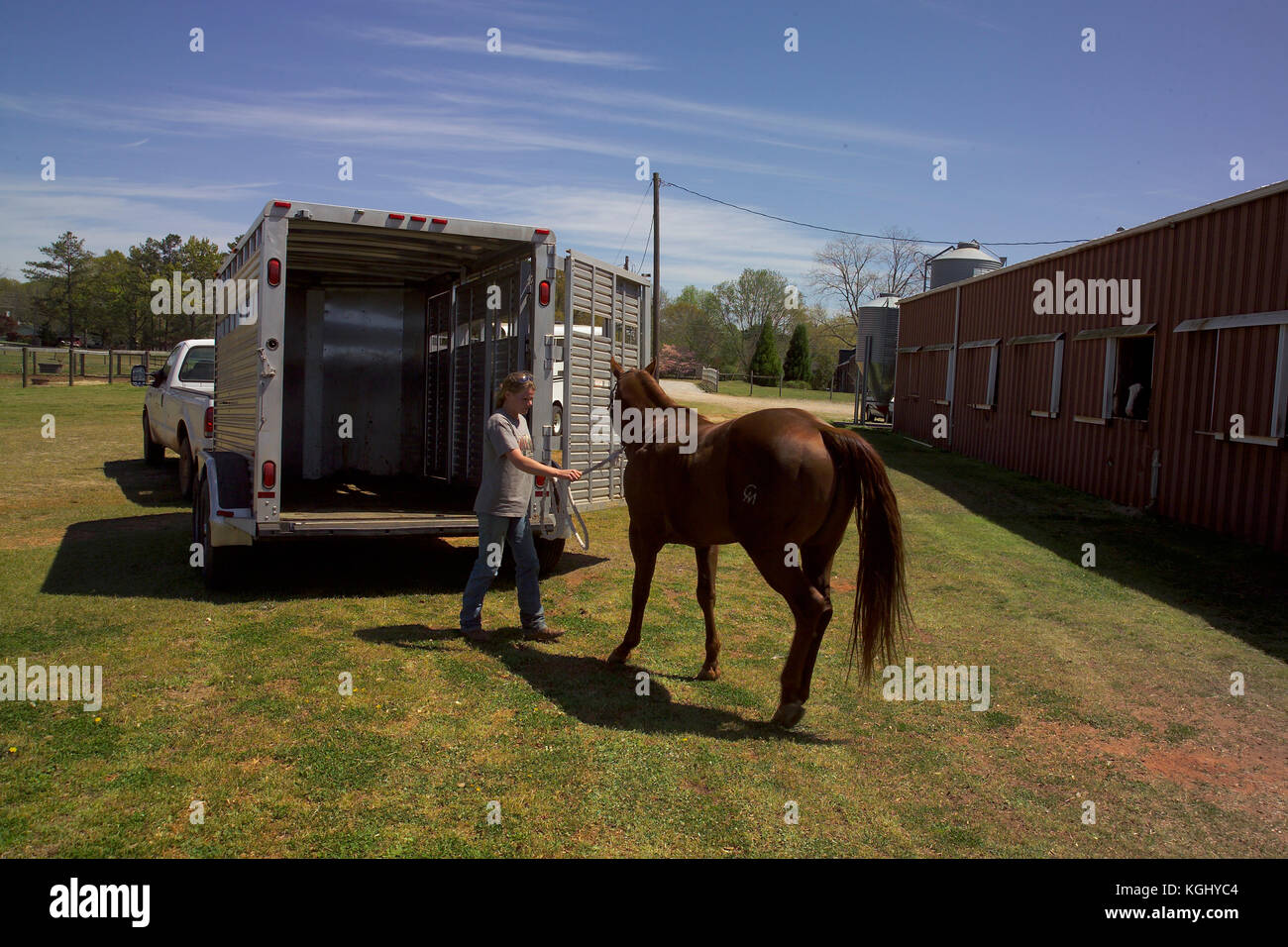 LOADING HORSE INTO A TRAILER, AT THE UNIVERSITY OF HORSE PROGRAM, ATHENS, GA PART OF