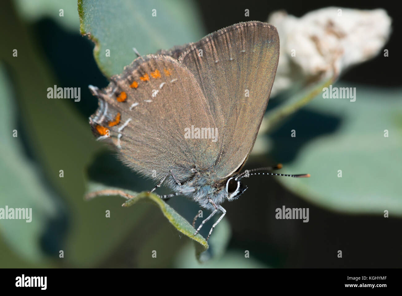 False Ilex Hairstreak butterfly (Satyriun esculi) Stock Photo