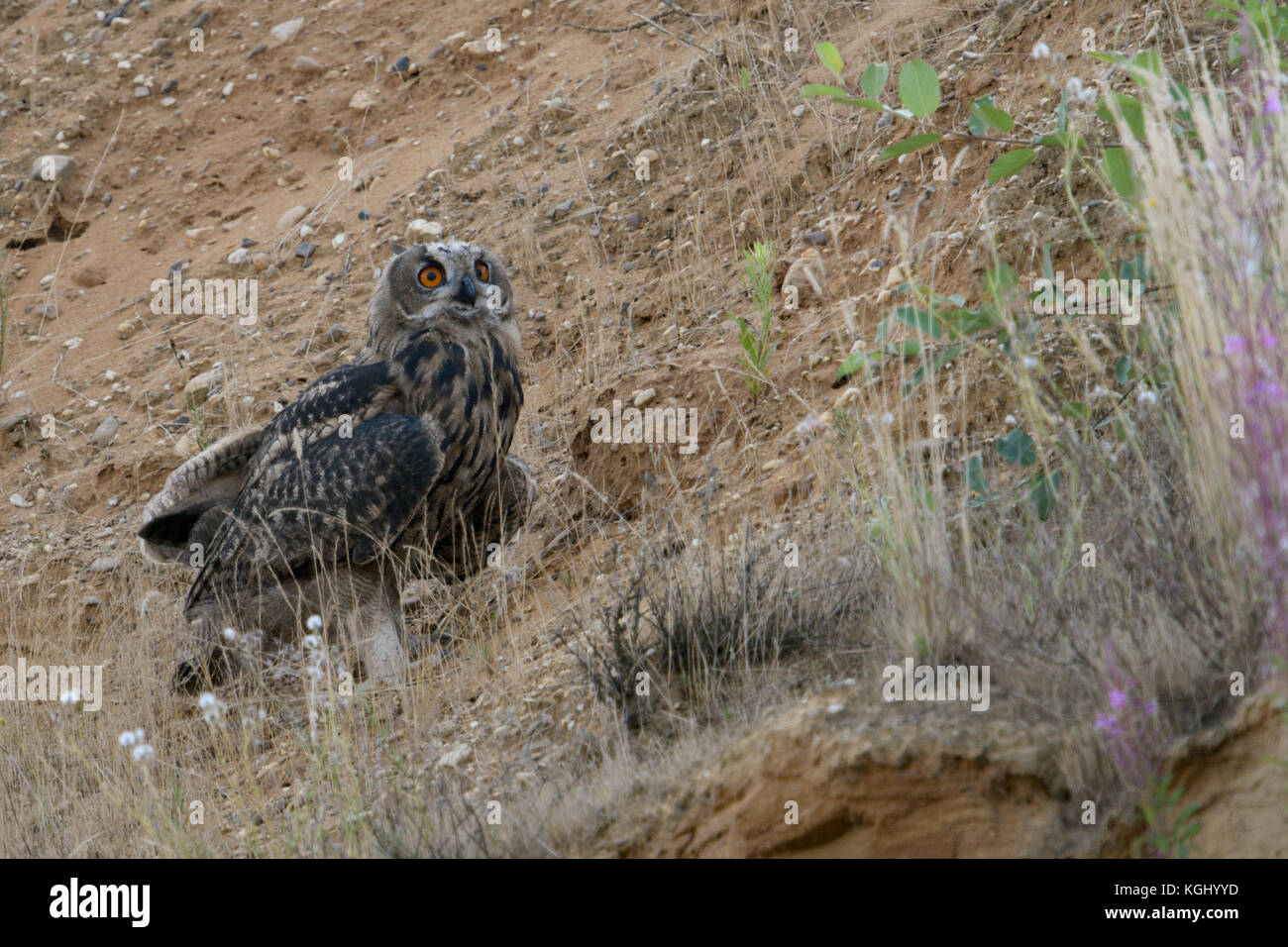 Eurasian Eagle Owl / Europaeischer Uhu ( Bubo bubo ), young, sitting in the slope of a gravel pit, watching around, wildlife, Europe. Stock Photo