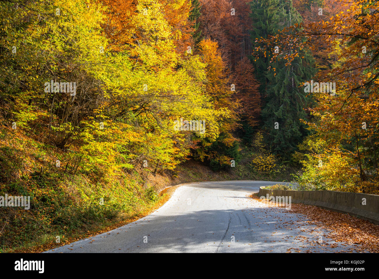 Asphalt road through colorful deciduous forest in the autumn Stock ...