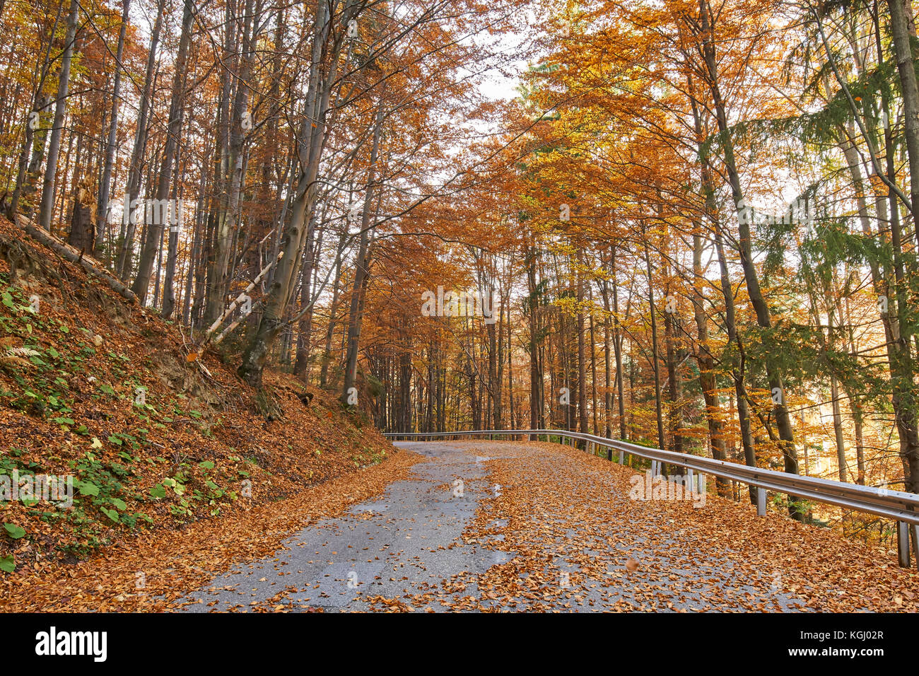 Asphalt road through colorful deciduous forest in the autumn Stock ...