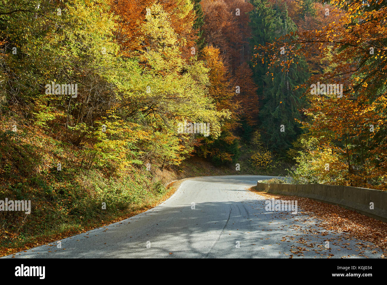 Asphalt road through colorful deciduous forest in the autumn Stock ...