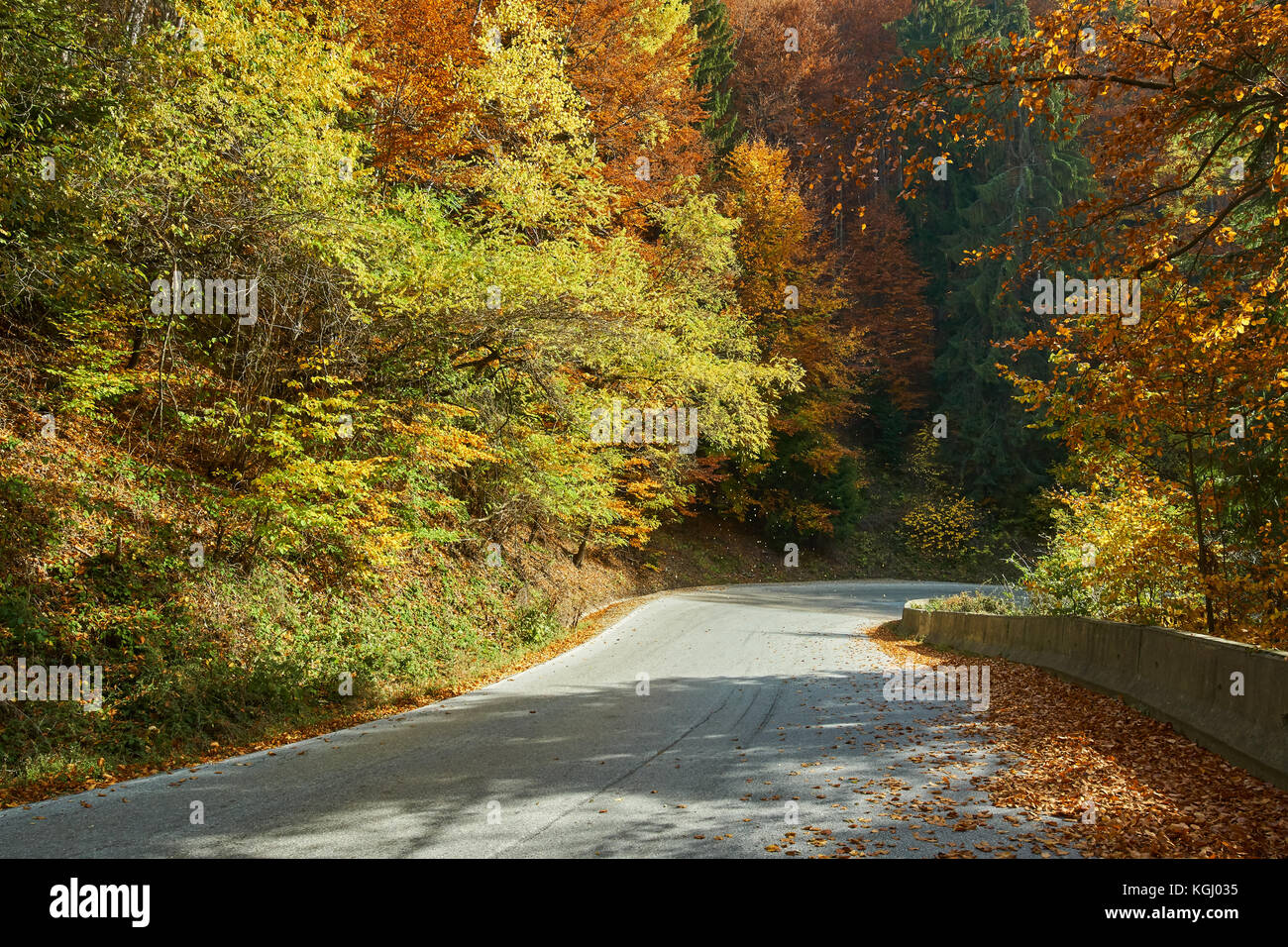 Asphalt road through colorful deciduous forest in the autumn Stock ...
