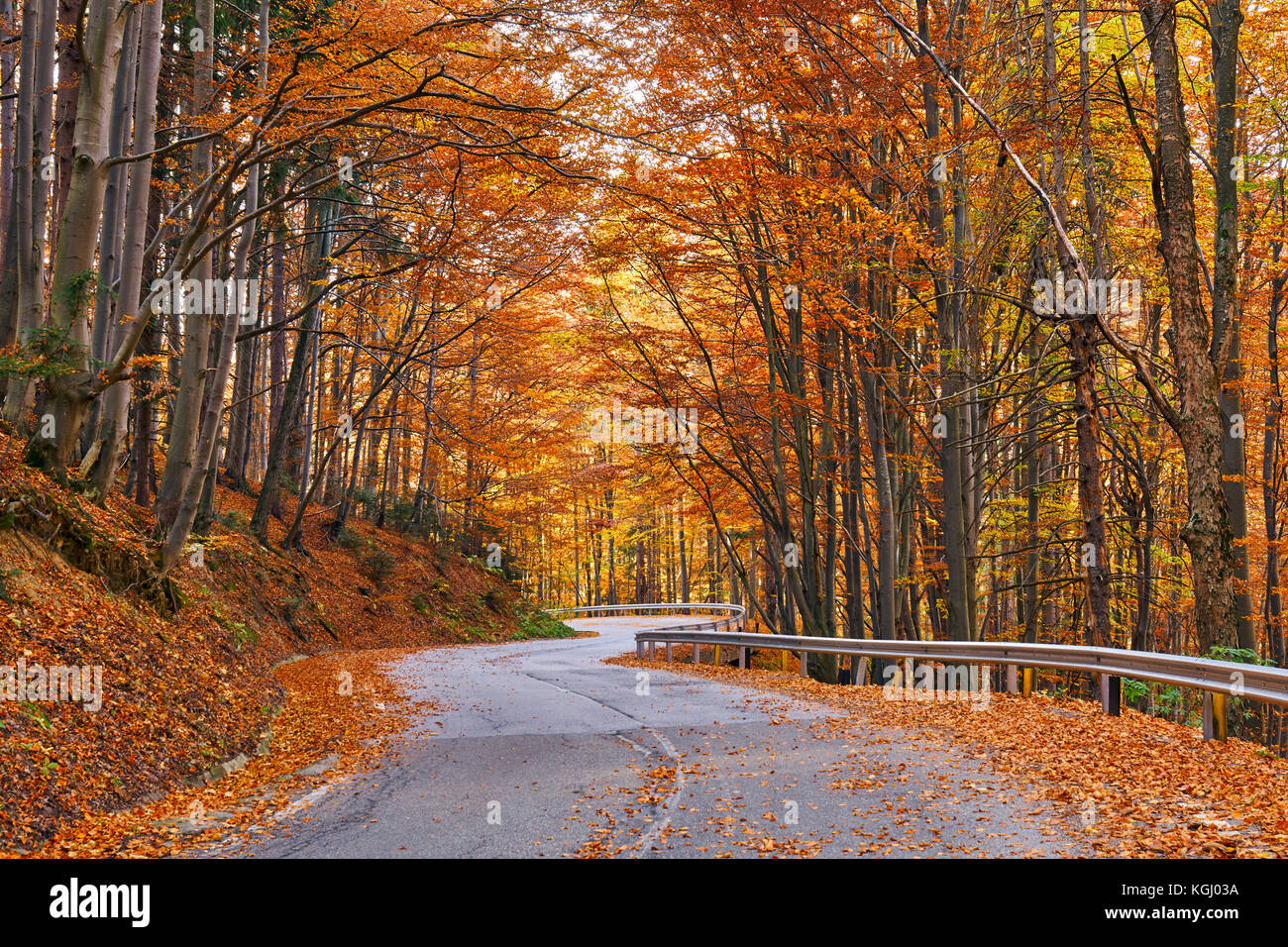 Asphalt road through colorful deciduous forest in the autumn Stock ...