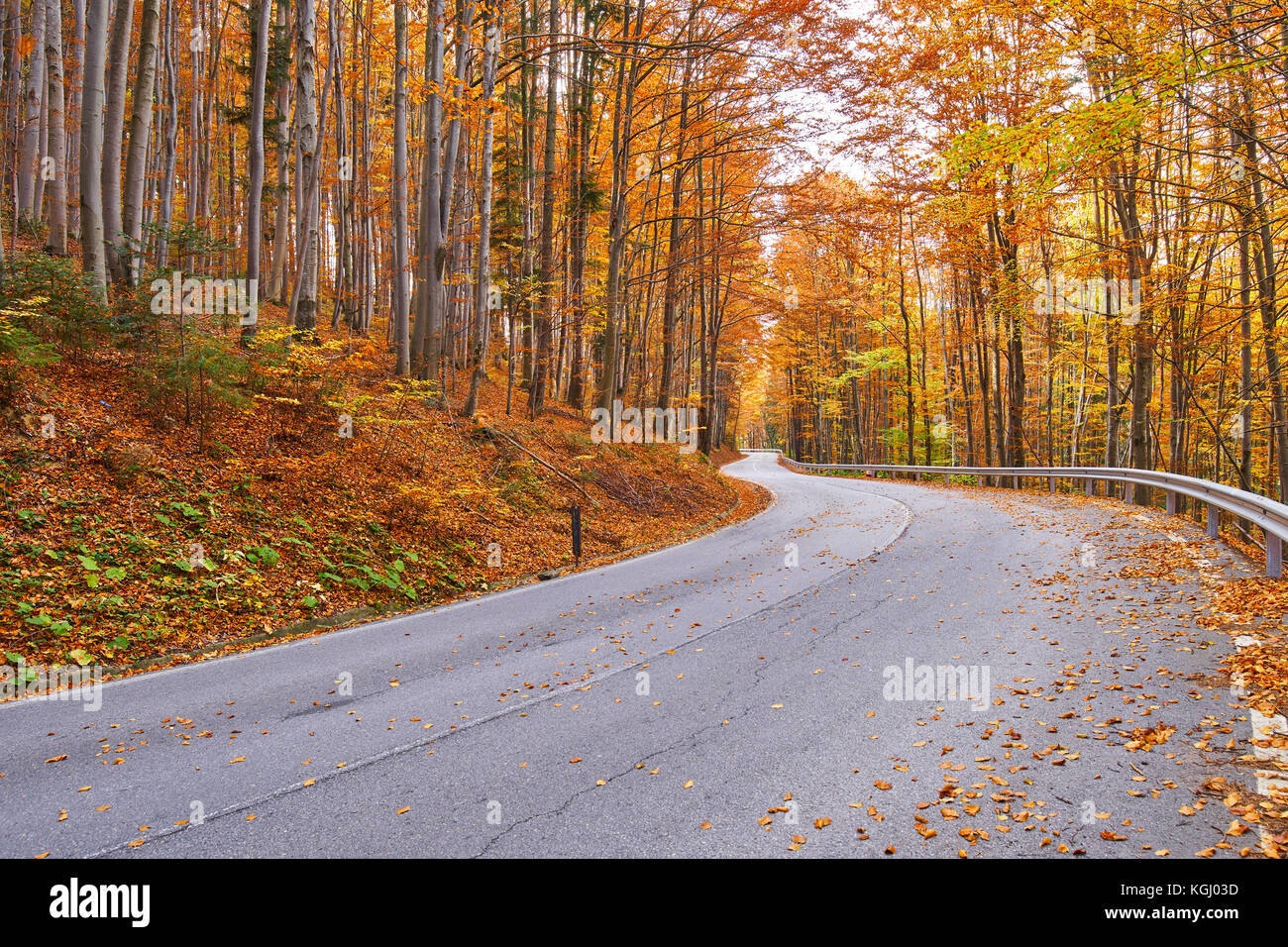 Asphalt road through colorful deciduous forest in the autumn Stock ...