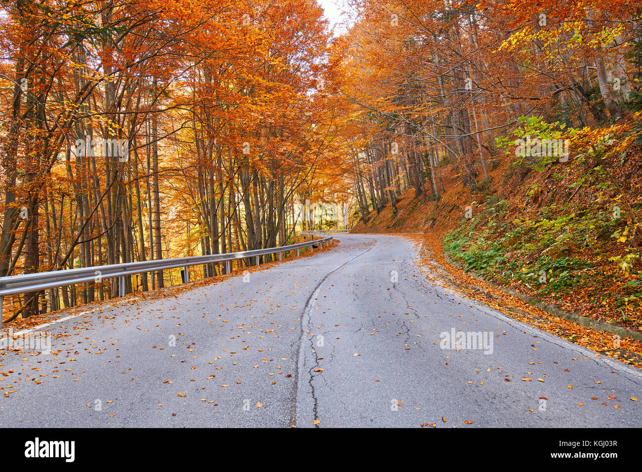 Asphalt road through colorful deciduous forest in the autumn Stock ...