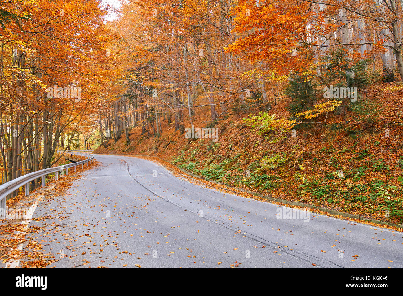 Asphalt road through colorful deciduous forest in the autumn Stock ...