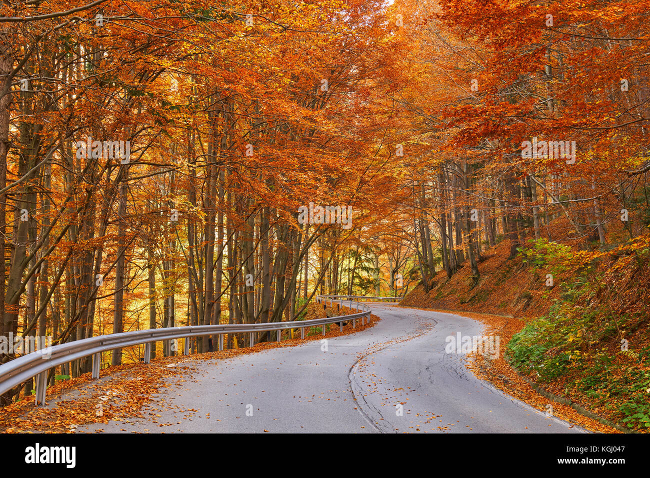 Asphalt road through colorful deciduous forest in the autumn Stock ...
