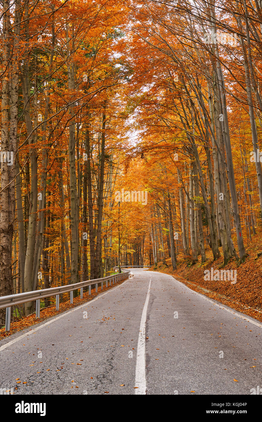 Asphalt road through colorful deciduous forest in the autumn Stock ...