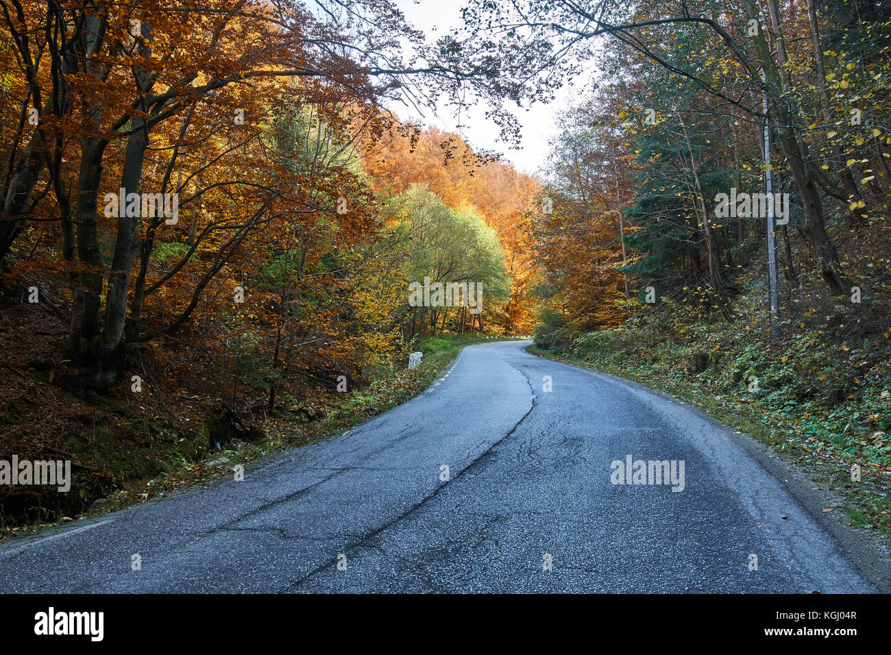 Asphalt road through colorful deciduous forest in the autumn Stock ...