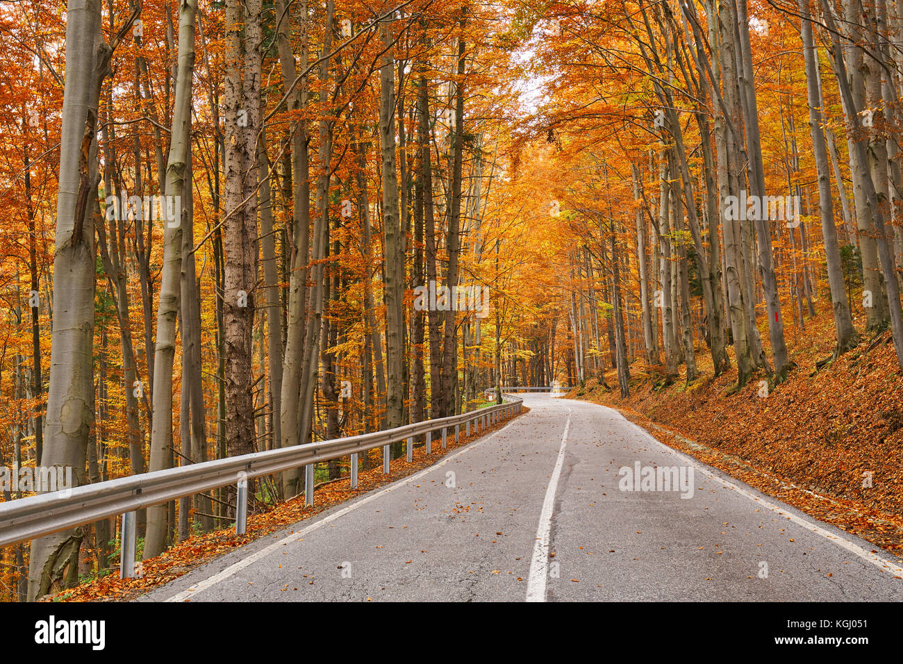 Asphalt road through colorful deciduous forest in the autumn Stock ...