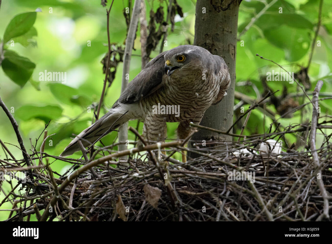 Sparrowhawk / Sperber ( Accipiter nisus ), adult female, perched on the edge of its nest, eyrie, turning around, watching attentively, sharp eyes, wil Stock Photo