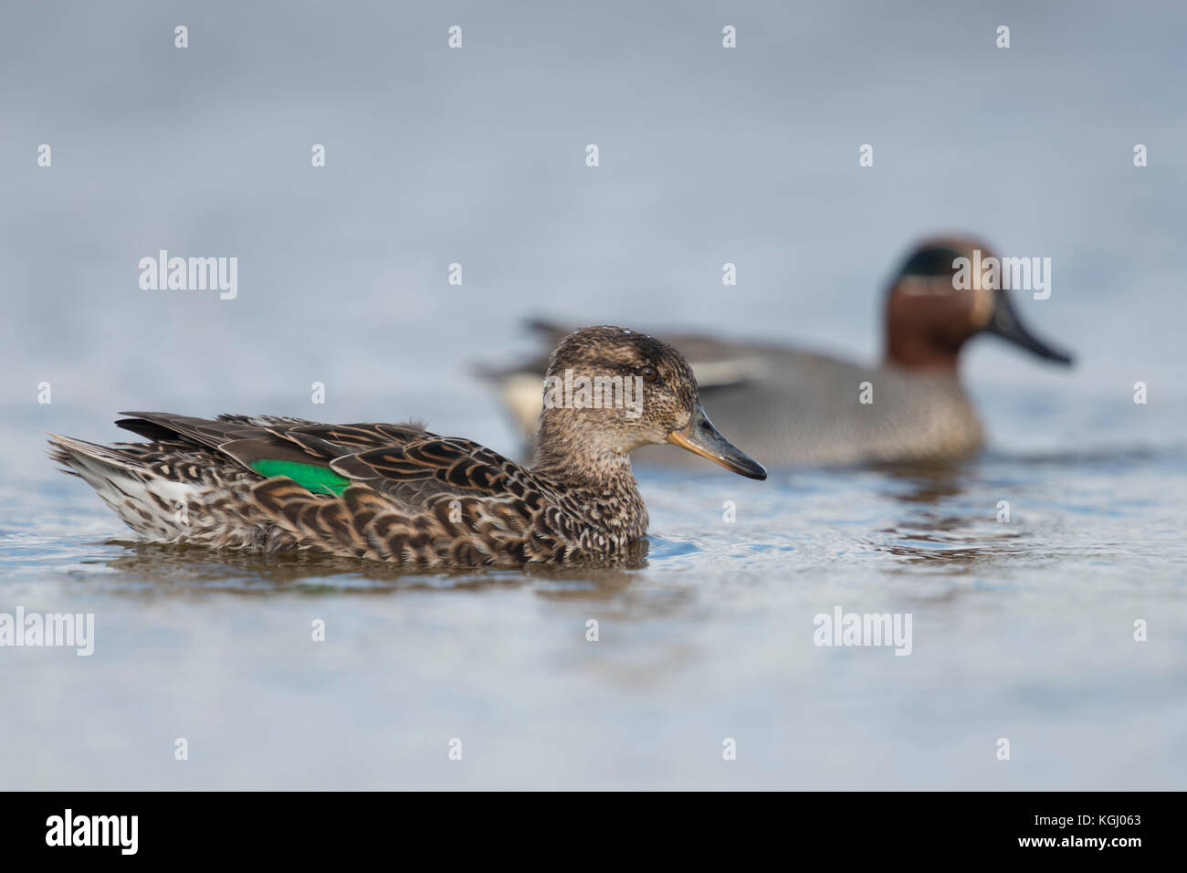 Teal / Krickente ( Anas crecca ), female together with male, pair of teals,  couple, in colourful breeding dress, swimming next to each other, Europe. Stock Photo