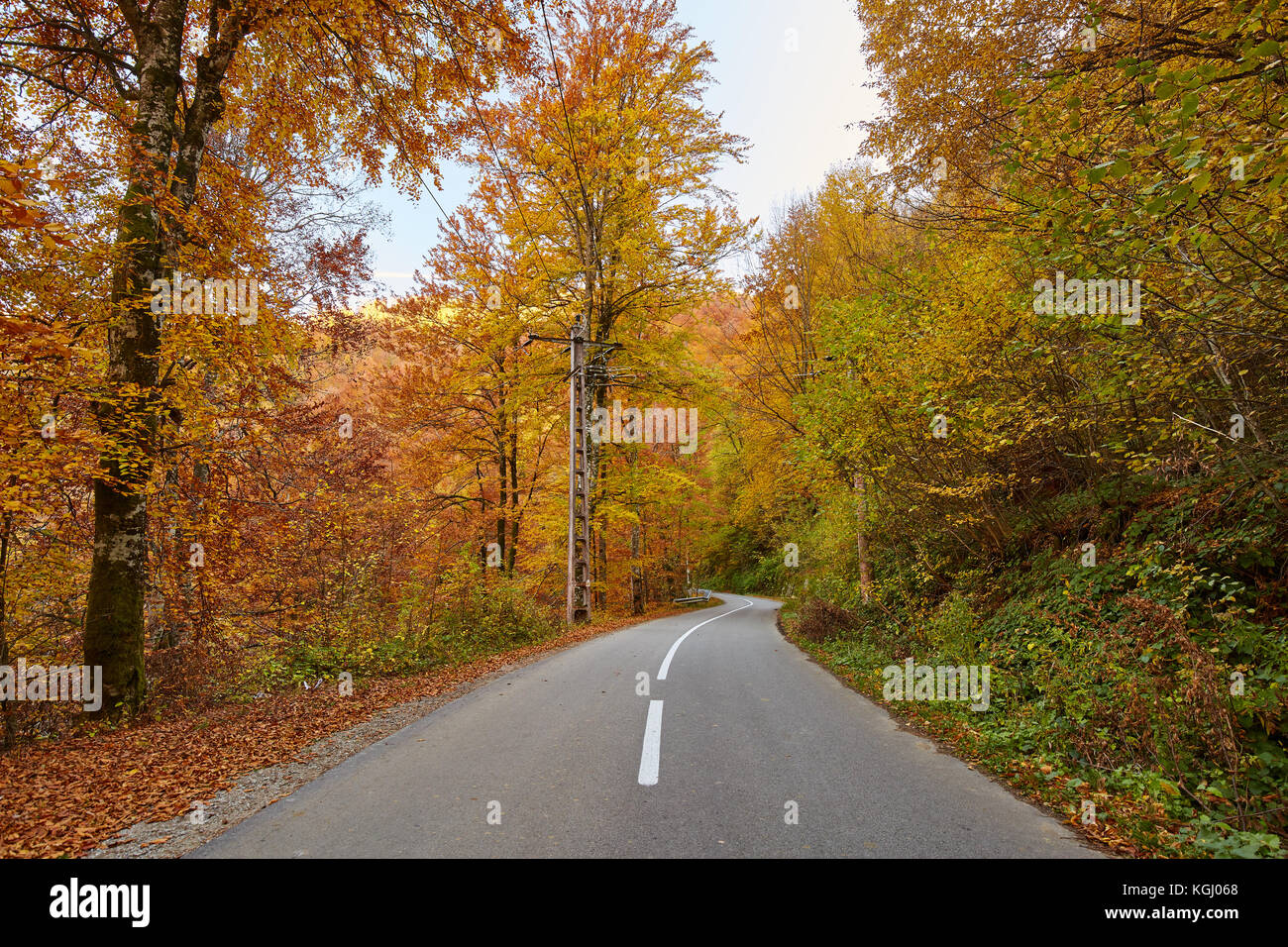 Asphalt road through colorful deciduous forest in the autumn Stock ...