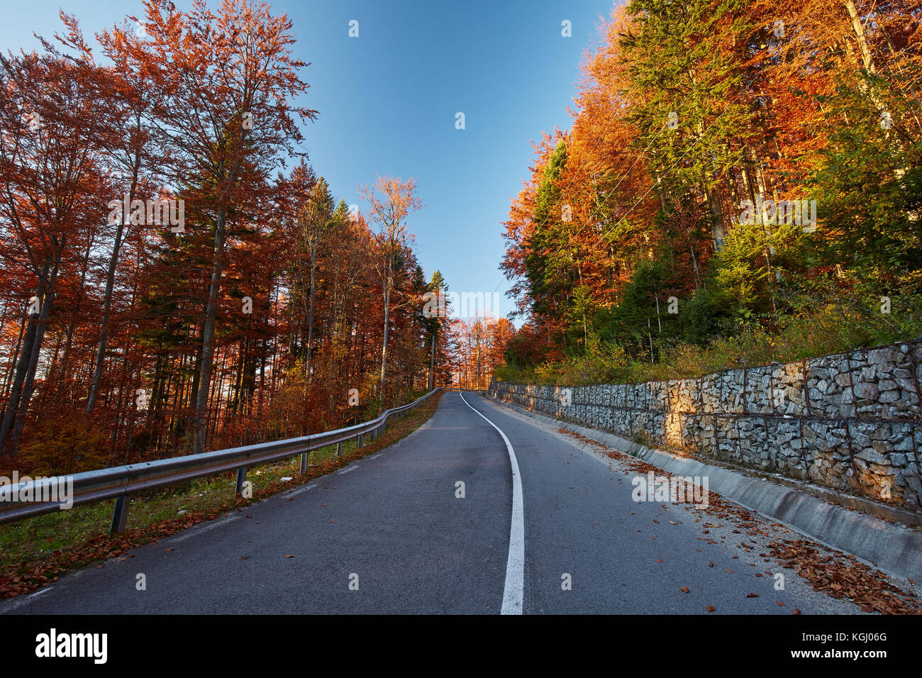 Asphalt road through colorful deciduous forest in the autumn Stock ...