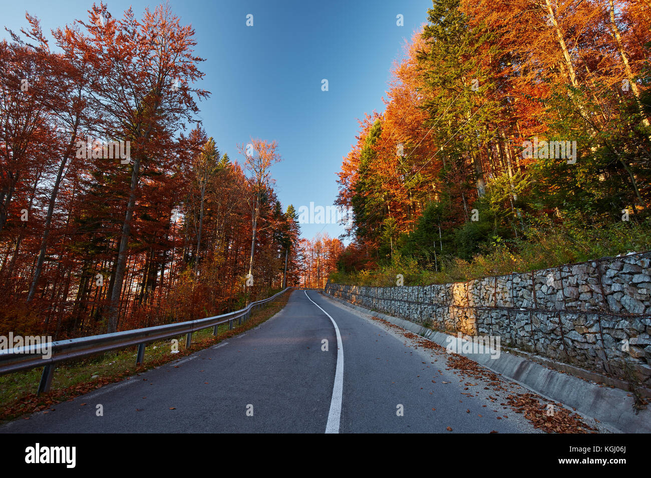 Asphalt road through colorful deciduous forest in the autumn Stock ...