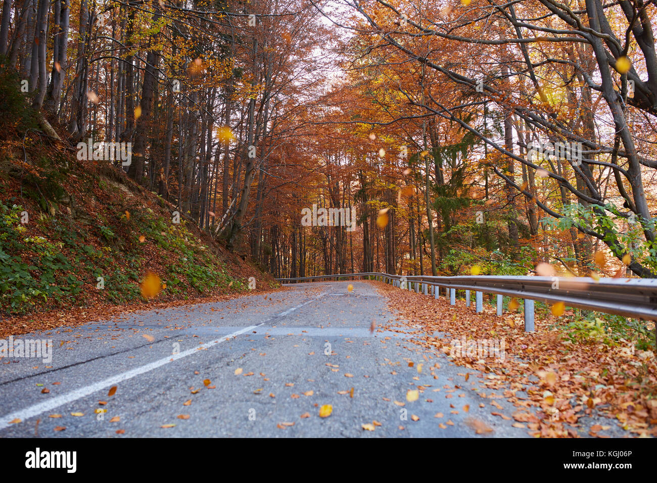 Asphalt road through colorful deciduous forest in the autumn Stock ...